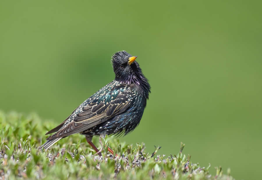 Bird Photography by Sasha Jumanca