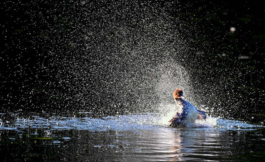 Bird Photography by Sasha Jumanca