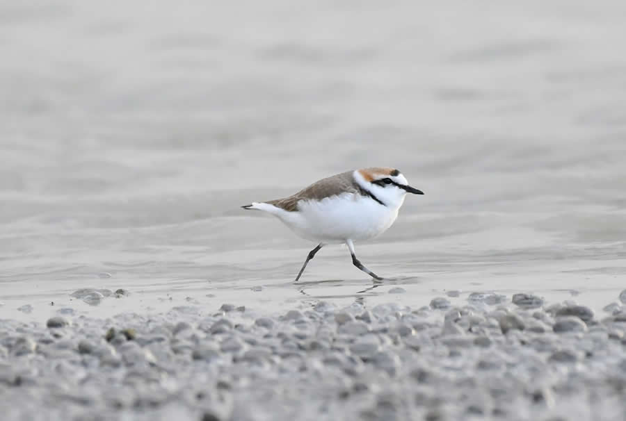 Bird Photography by Sasha Jumanca