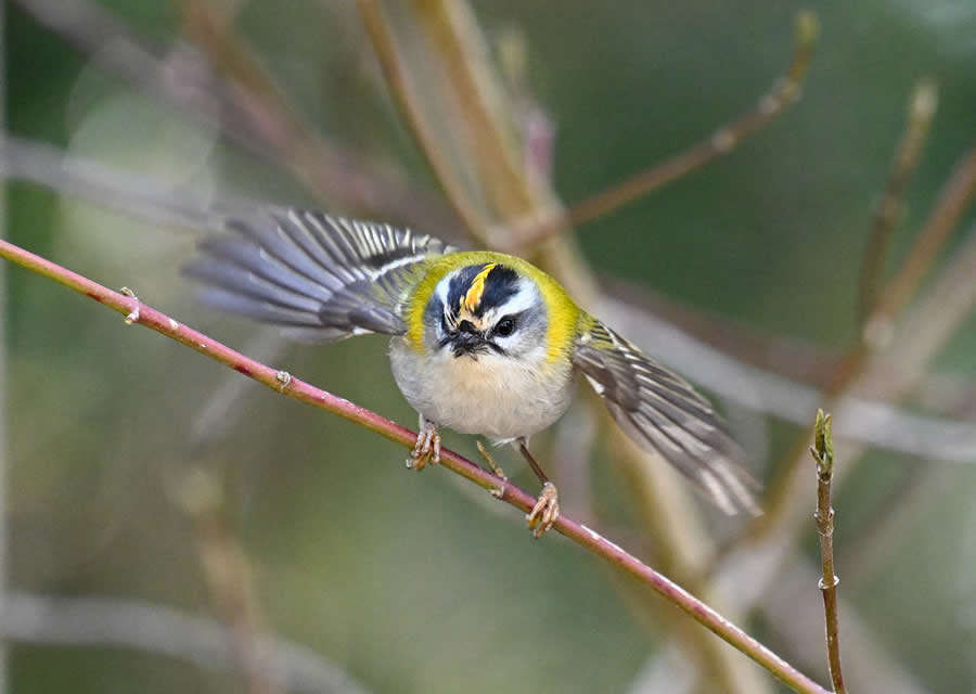 Bird Photography by Sasha Jumanca