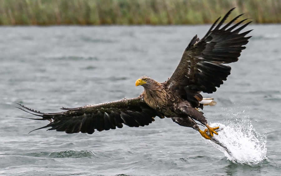 Bird Photography by Sasha Jumanca