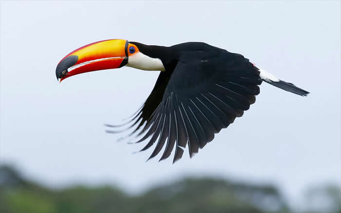 Toco Toucan - Brazil Bird Photography by Vinicius Kohn