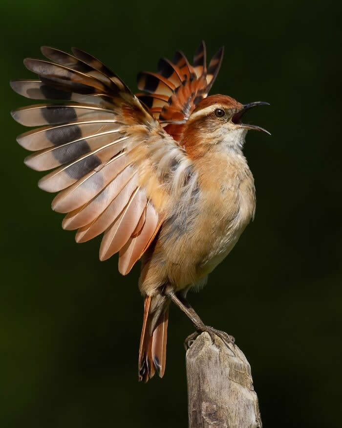 Band-Tailed Hornero - Brazil Bird Photography by Vinicius Kohn