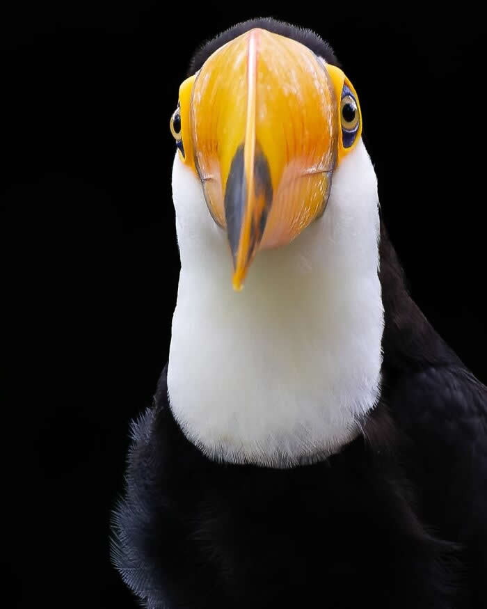 Toco Toucan - Brazil Bird Photography by Vinicius Kohn