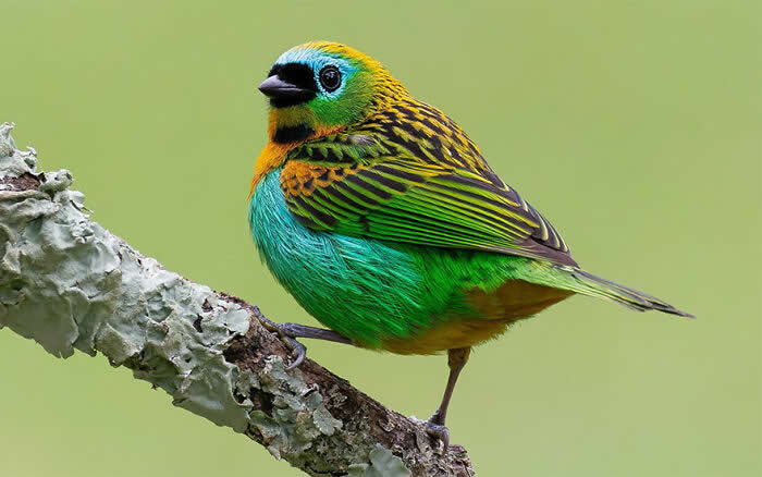 Tangara Cyanocephala - Brazil Bird Photography by Vinicius Kohn