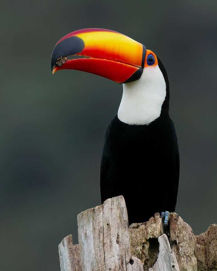 Toco Toucan - Brazil Bird Photography by Vinicius Kohn