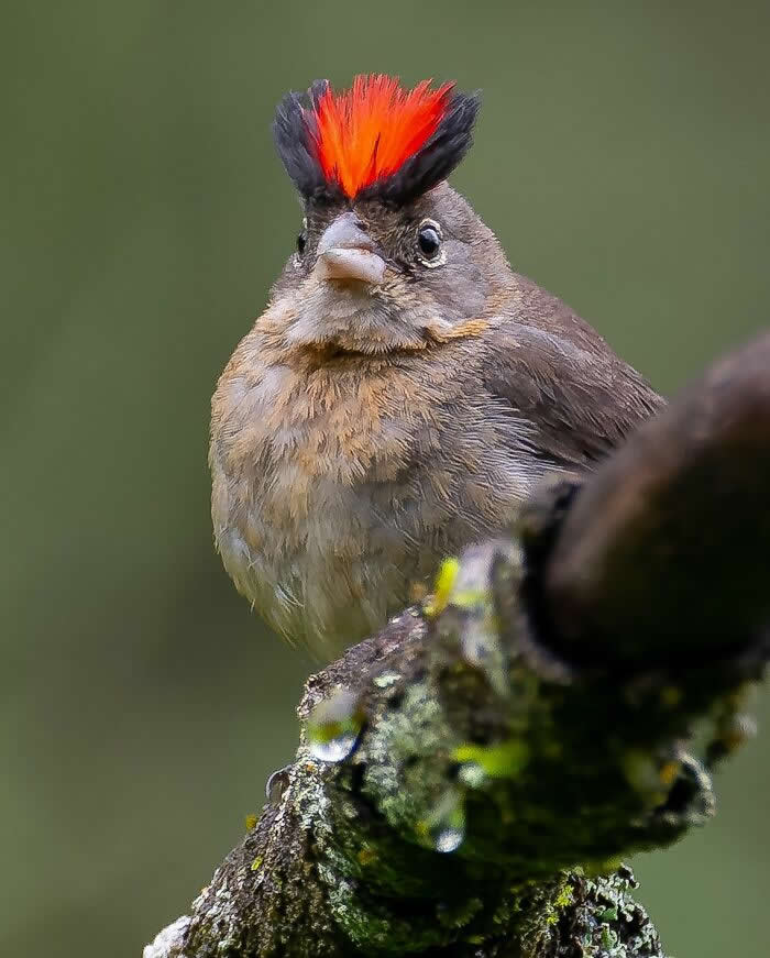 Grey Pileated Finch - Brazil Bird Photography by Vinicius Kohn