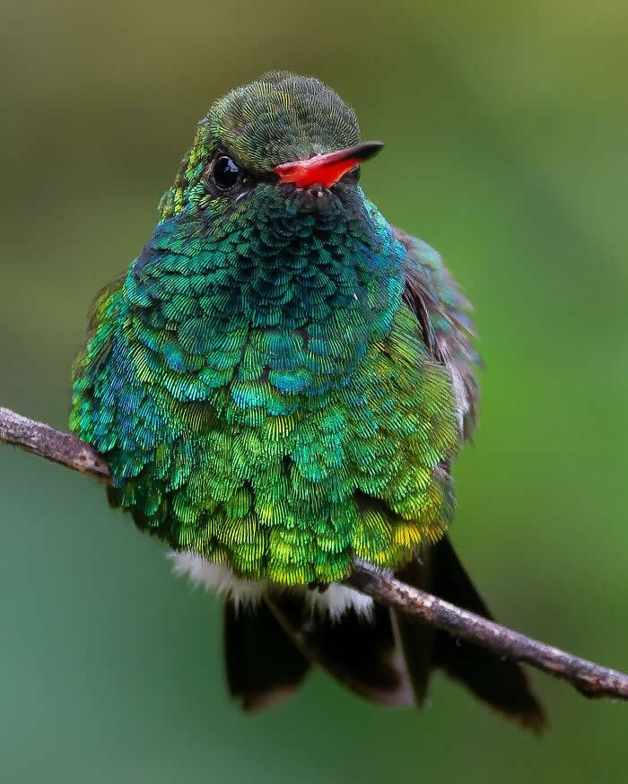Glittering-Bellied Emerald - Brazil Bird Photography by Vinicius Kohn