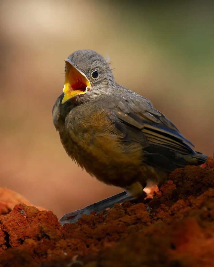 Rufous-Bellied Thrush - Brazil Bird Photography by Vinicius Kohn