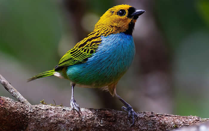 Gilt-Edged Tanager - Brazil Bird Photography by Vinicius Kohn