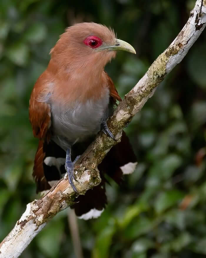 Squirrel Cuckoo - Brazil Bird Photography by Vinicius Kohn