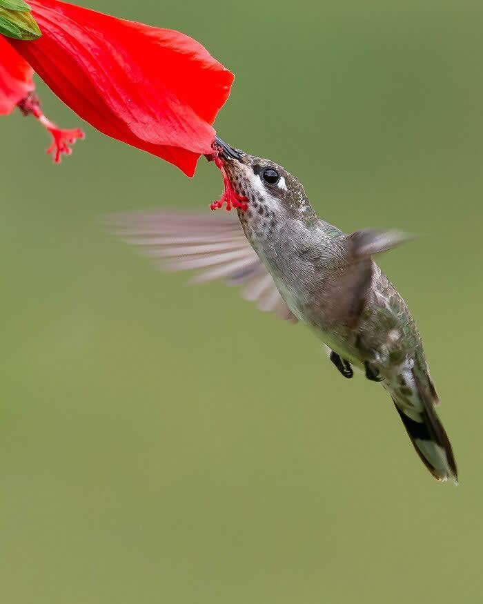 Heliomaster Squamosus - Brazil Bird Photography by Vinicius Kohn