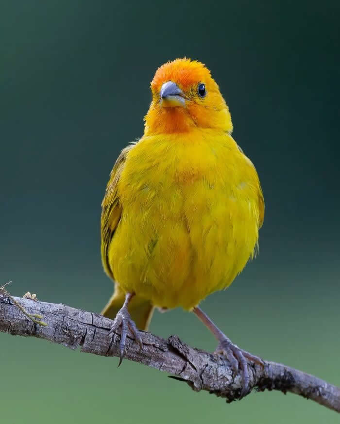 Saffron Finch - Brazil Bird Photography by Vinicius Kohn