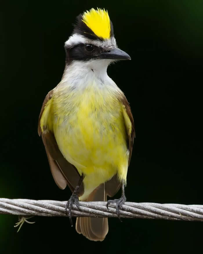 Great Kiskadee - Brazil Bird Photography by Vinicius Kohn