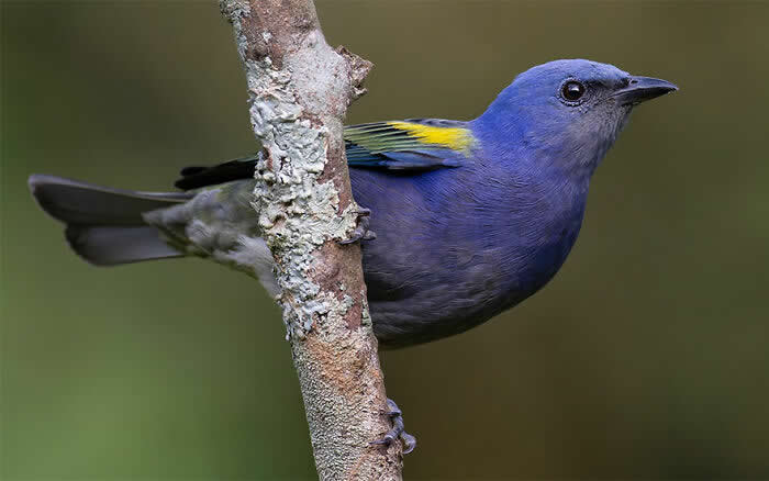 Golden-Chevroned Tanager - Brazil Bird Photography by Vinicius Kohn