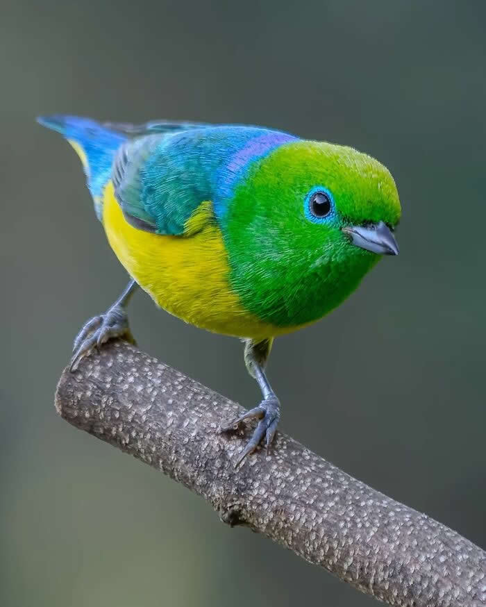 Blue-Naped Chlorophonia - Brazil Bird Photography by Vinicius Kohn