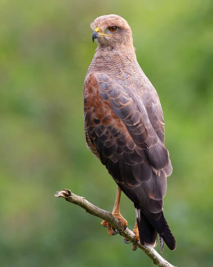 Savanna Hawk - Brazil Bird Photography by Vinicius Kohn