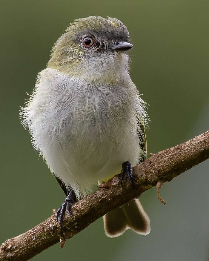 Gray-Headed Elaenia - Brazil Bird Photography by Vinicius Kohn