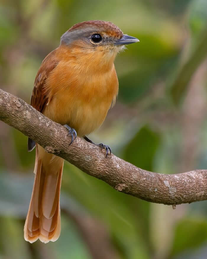 Chestnut-Crowned Becard - Brazil Bird Photography by Vinicius Kohn