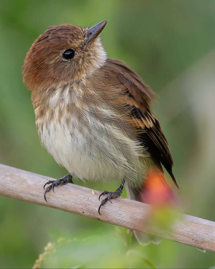 Bran-Colored Flycatcher - Brazil Bird Photography by Vinicius Kohn