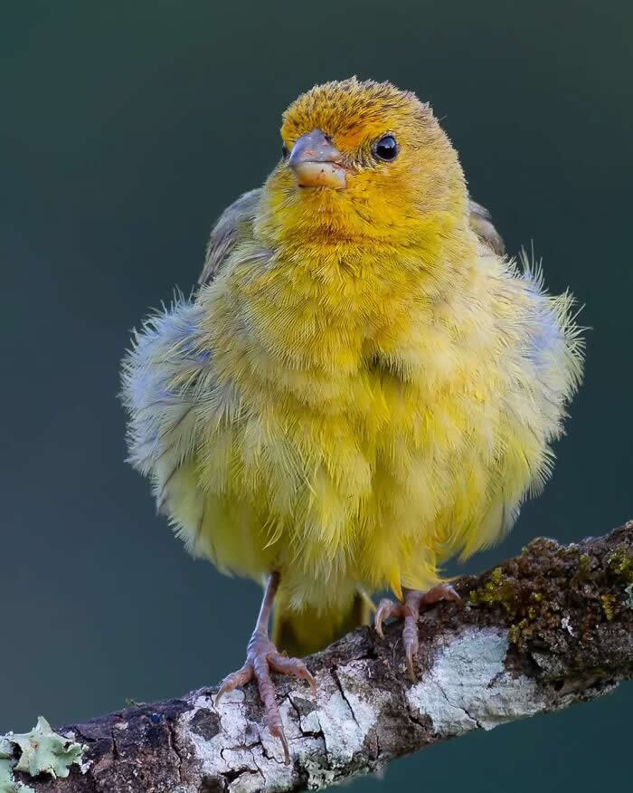 Saffron Finch - Brazil Bird Photography by Vinicius Kohn
