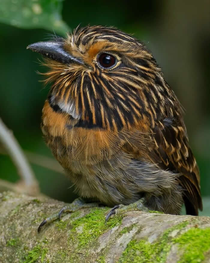 Crescent-Chested Puffbird - Brazil Bird Photography by Vinicius Kohn