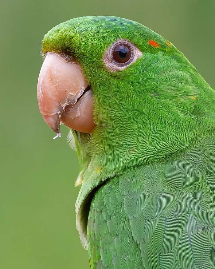 White-Eyed Parakeet - Brazil Bird Photography by Vinicius Kohn
