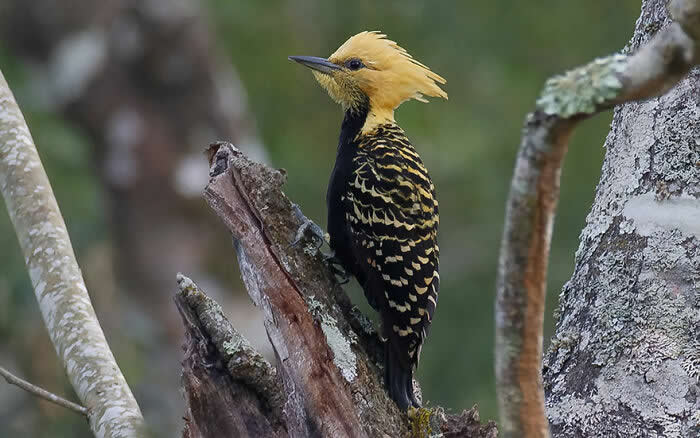 Blond-Crested Woodpecker - Brazil Bird Photography by Vinicius Kohn