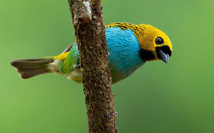 Gilt-Edged Tanager - Brazil Bird Photography by Vinicius Kohn