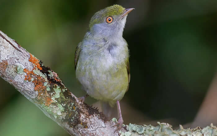 Pin-Tailed Manakin - Brazil Bird Photography by Vinicius Kohn