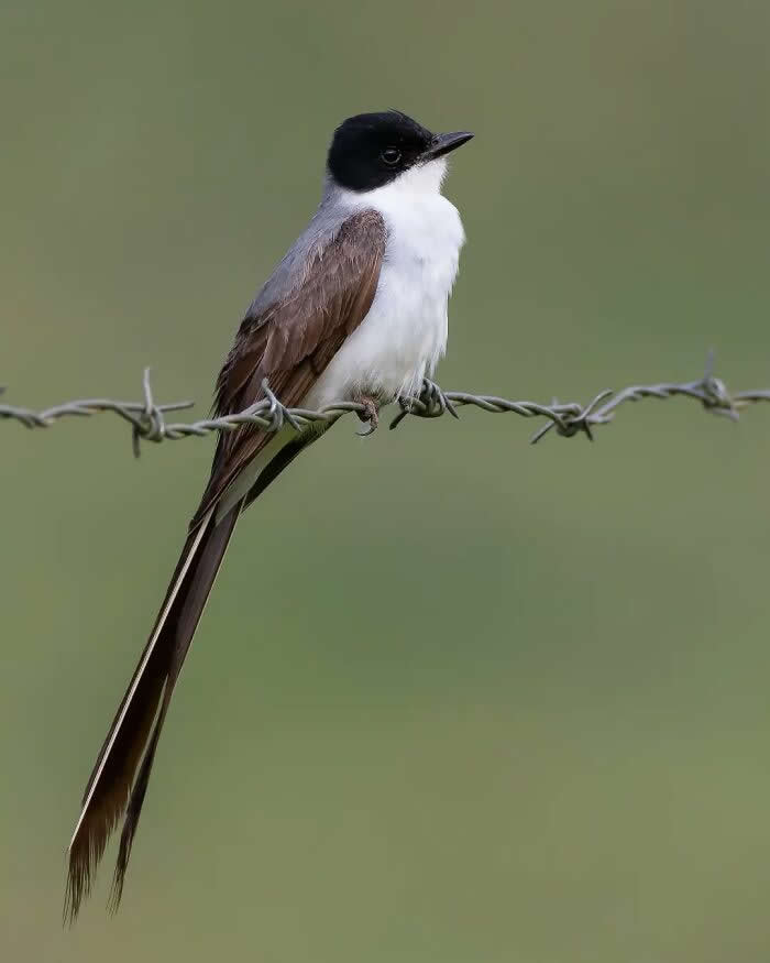 Fork-Tailed Flycatcher - Brazil Bird Photography by Vinicius Kohn