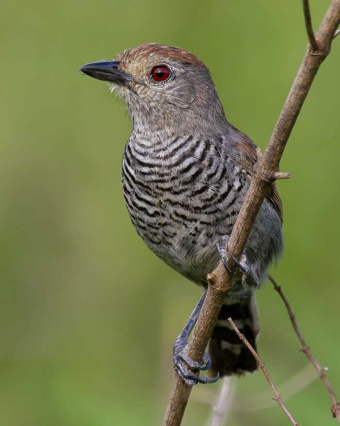 Rufous-Capped Antshrike - Brazil Bird Photography by Vinicius Kohn