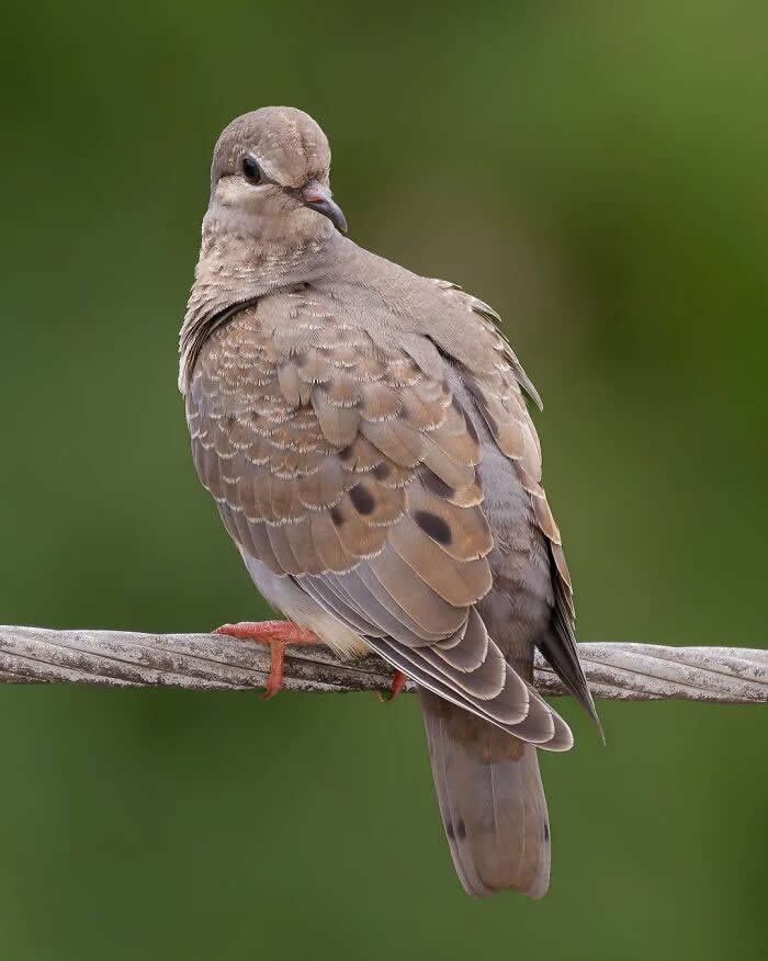 Eared Dove - Brazil Bird Photography by Vinicius Kohn