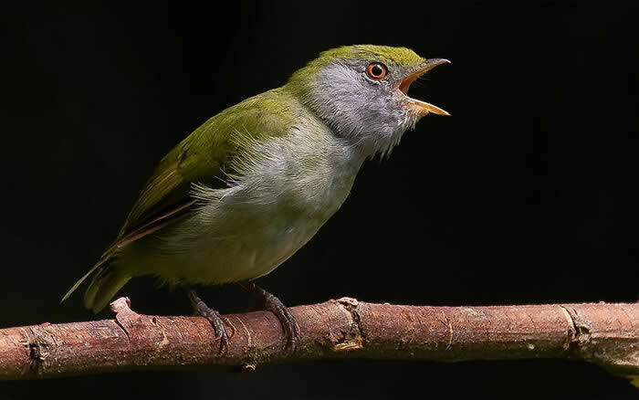 Pin-Tailed Manakin - Brazil Bird Photography by Vinicius Kohn