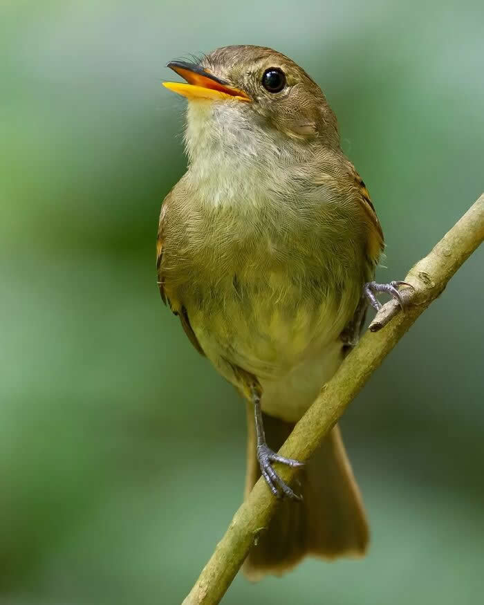 Euler's Flycatcher - Brazil Bird Photography by Vinicius Kohn