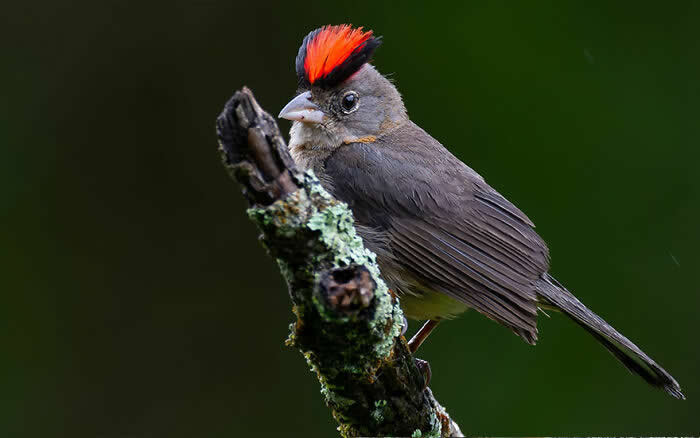 Grey Pileated Finch - Brazil Bird Photography by Vinicius Kohn