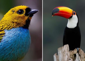 Brazil Bird Photography by Vinicius Kohn