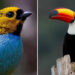 Brazil Bird Photography by Vinicius Kohn