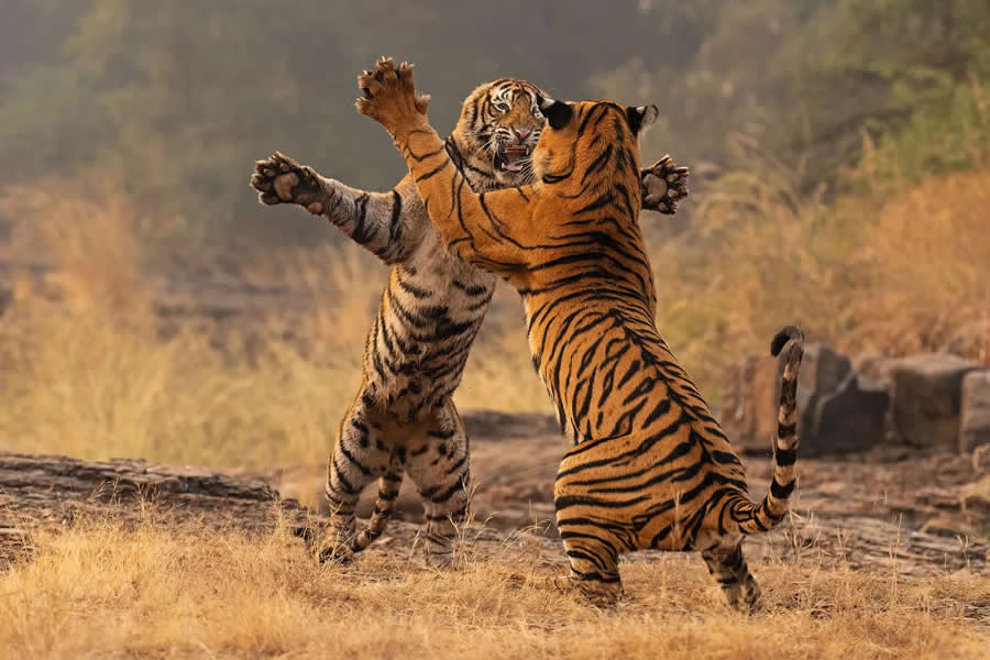 British Photography Awards 2025 Winners