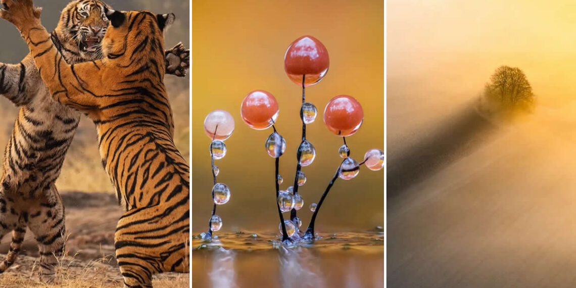 British Photography Awards 2025 Winners