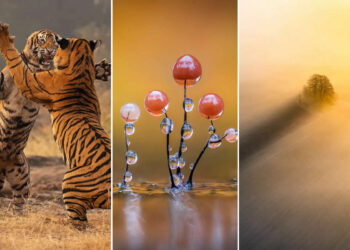 British Photography Awards 2025 Winners