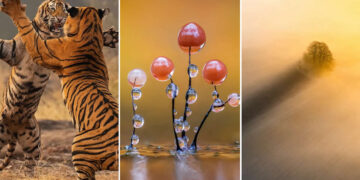 British Photography Awards 2025 Winners