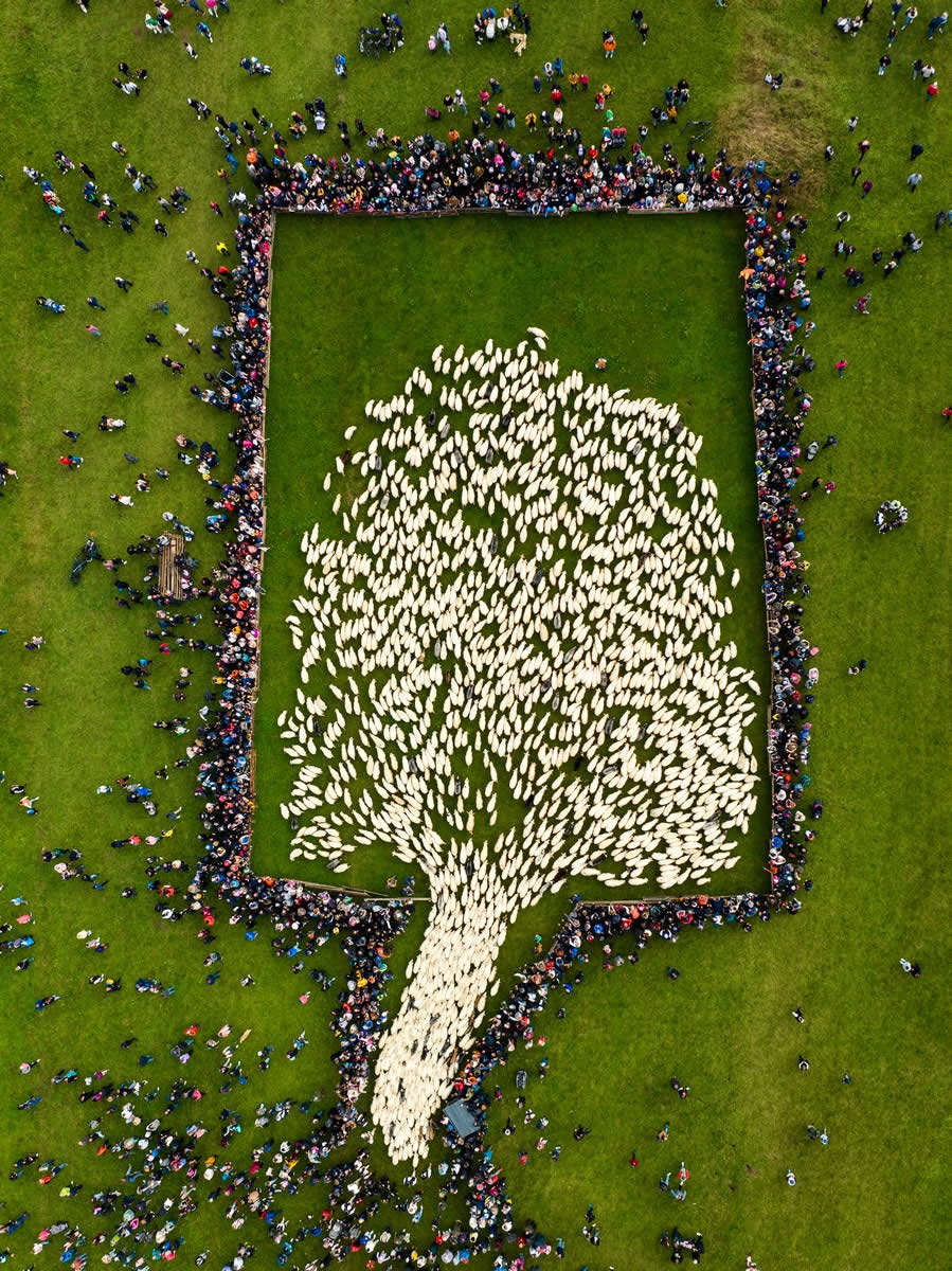 Sheep Tree by Jan Ulicki, Poland - Chromatic Photography Awards People and Culture Winners