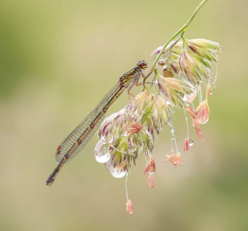 Xanthocnemis Zealandica by Glenys Steegh - 2025 Close-Up Photographer of the Year Shortlists
