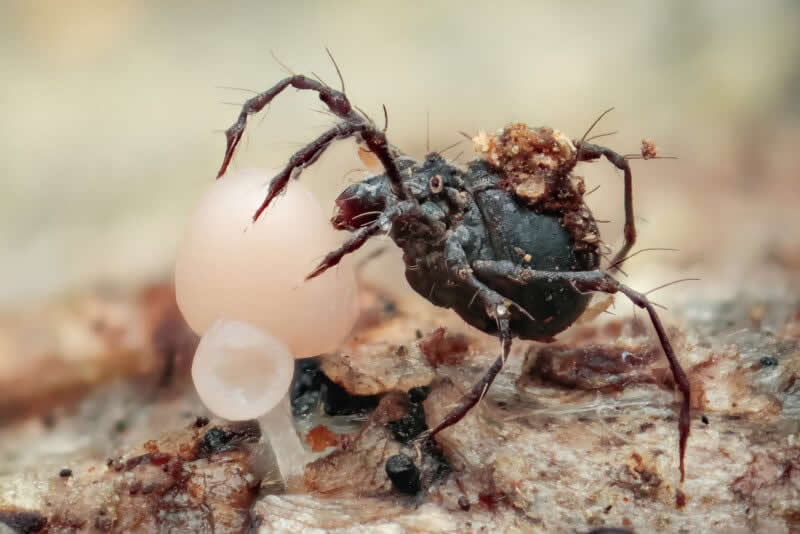 Hungry Mite by Pavel Krasensky - 2025 Close-Up Photographer of the Year Shortlists