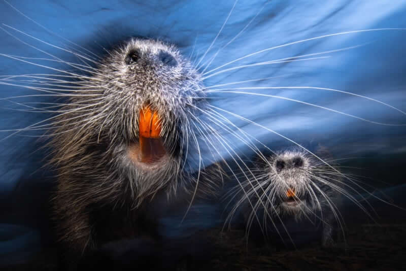 Whiskers by Luca Lorenz - 2025 Close-Up Photographer of the Year Shortlists