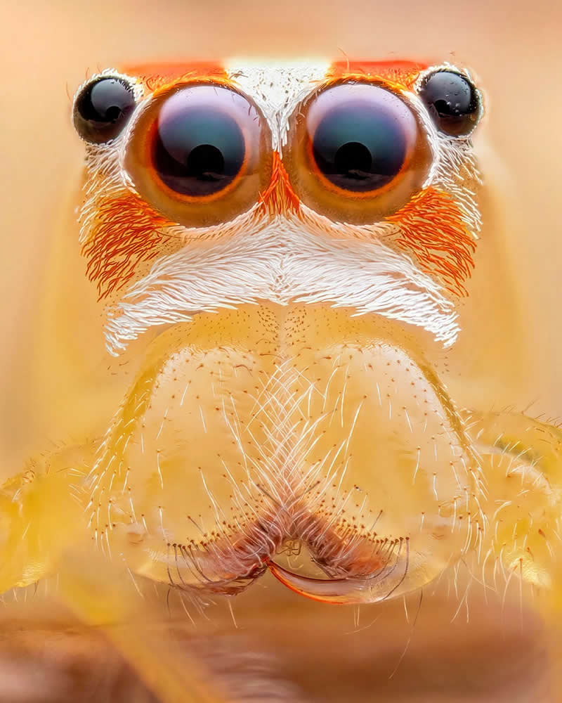 Windows to a Diminutive Yellow Soul by Zhong Rui Marcus Kuan - 2025 Close-Up Photographer of the Year Shortlists