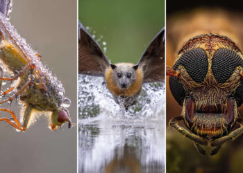 2025 Close-Up Photographer of the Year Shortlists