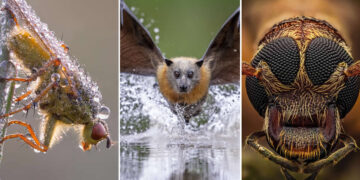 2025 Close-Up Photographer of the Year Shortlists