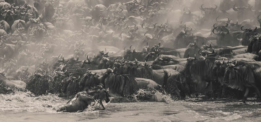 Southeast Asia Open Photographer of the Year: "Wildebeest Migration in Kenya" by William Chua - 2025 Epson International Pano Awards Winners